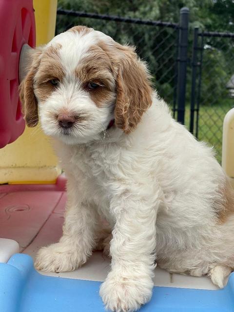 Rosie Gambler 7 wk old 431