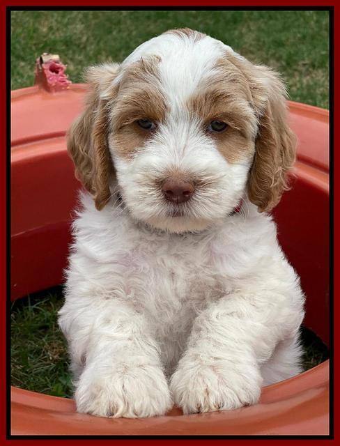 Rosie Gambler 7 wk old 481