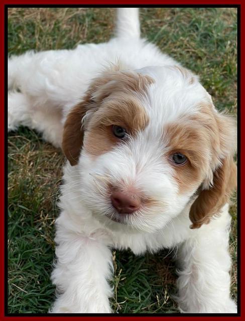 Rosie Gambler 7 wk old 491