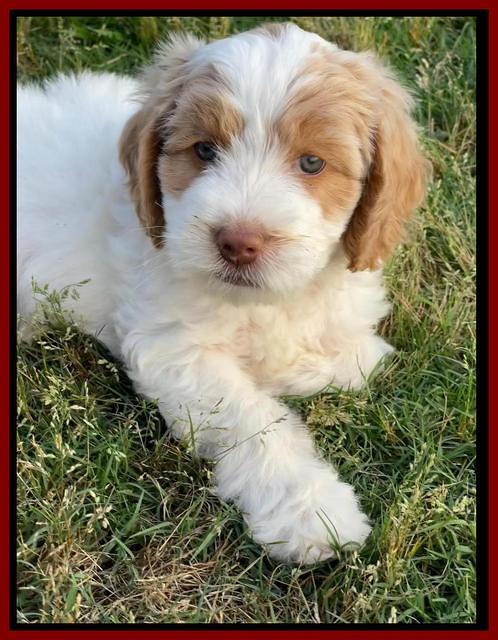 Rosie Gambler 7 wk old 501