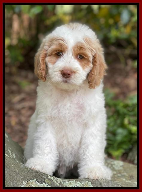 Rosie Gambler 8 wks old 141