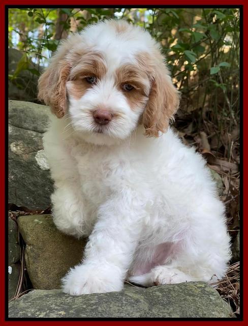 Rosie Gambler 8 wks old 171