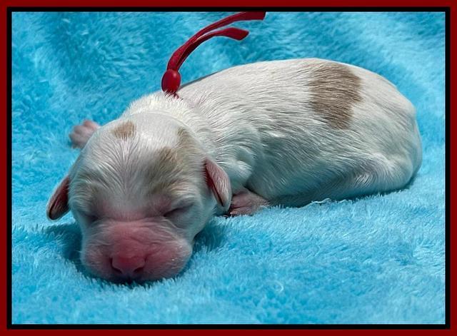 Rosie Gambler newborn pups 191