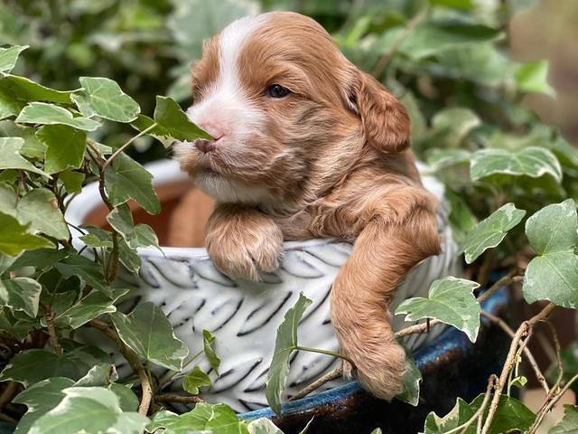 Rosie Gambler 3 WK OLD pups 401