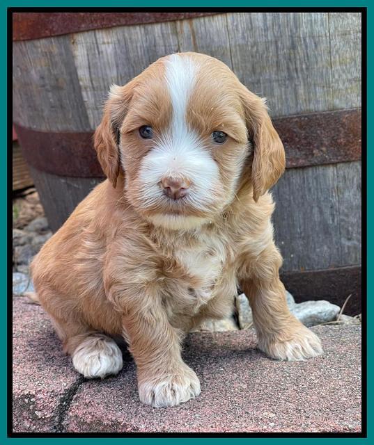 Rosie Gambler 4 WK OLD pups 311