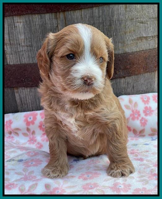 Rosie Gambler 4 WK OLD pups 321
