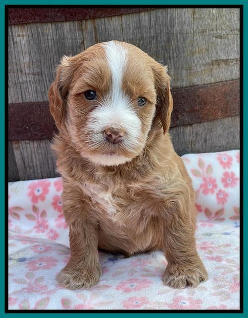 Rosie Gambler 4 WK OLD pups 331