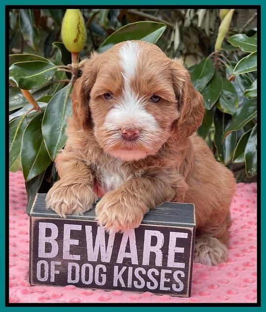 Rosie Gambler 5 WK OLD pups 471