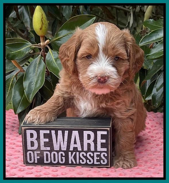 Rosie Gambler 5 WK OLD pups 481