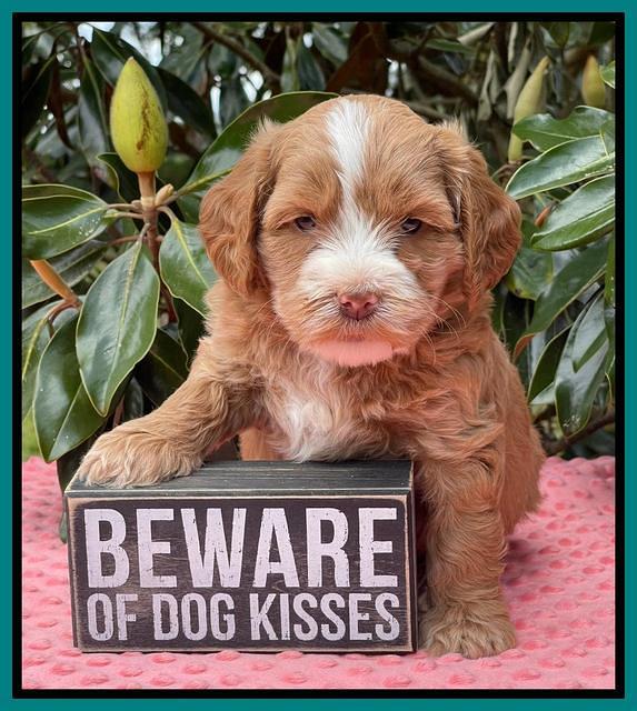 Rosie Gambler 5 WK OLD pups 491