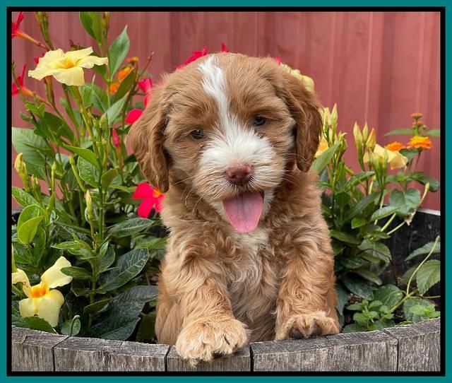 Rosie Gambler 6 wk old 461