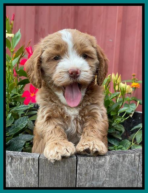 Rosie Gambler 6 wk old 471