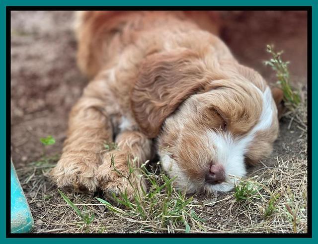 Rosie Gambler 7 wk old 531
