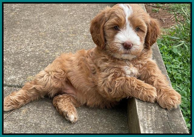 Rosie Gambler 7 wk old 541