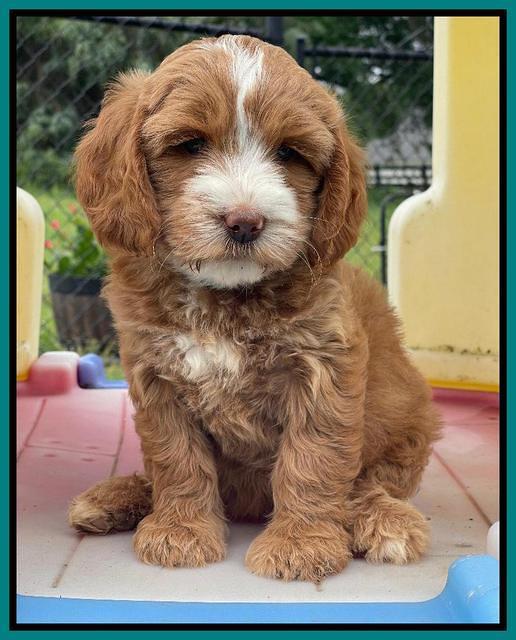 Rosie Gambler 7 wk old 561