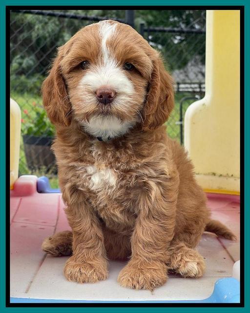 Rosie Gambler 7 wk old 571