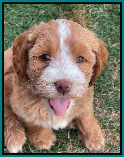 Rosie Gambler 7 wk old 601