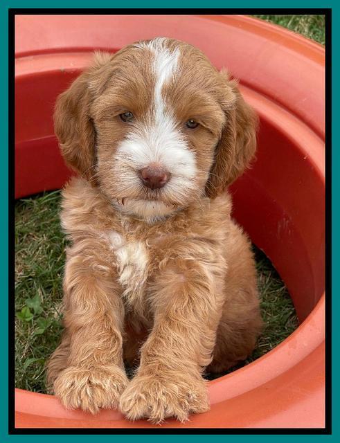 Rosie Gambler 7 wk old 611