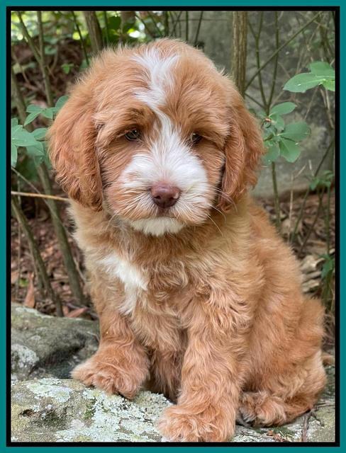 Rosie Gambler 8 wks old 1103321