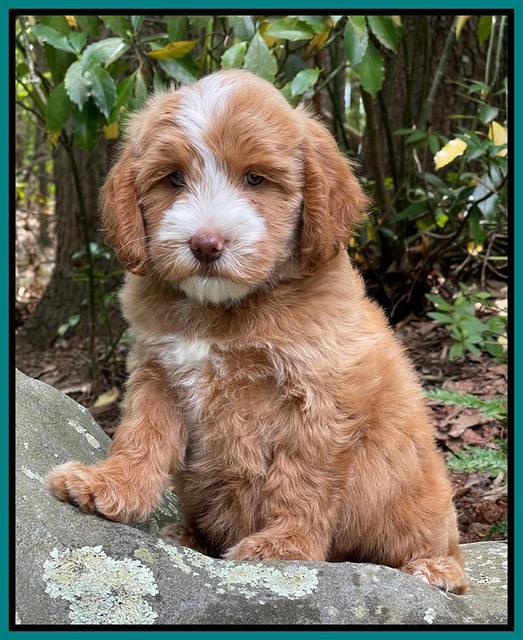 Rosie Gambler 8 wks old 4103321