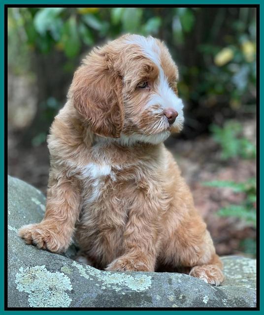 Rosie Gambler 8 wks old 5103321