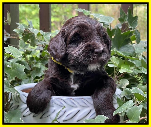 Rosie Gambler 3 WK OLD pups 411