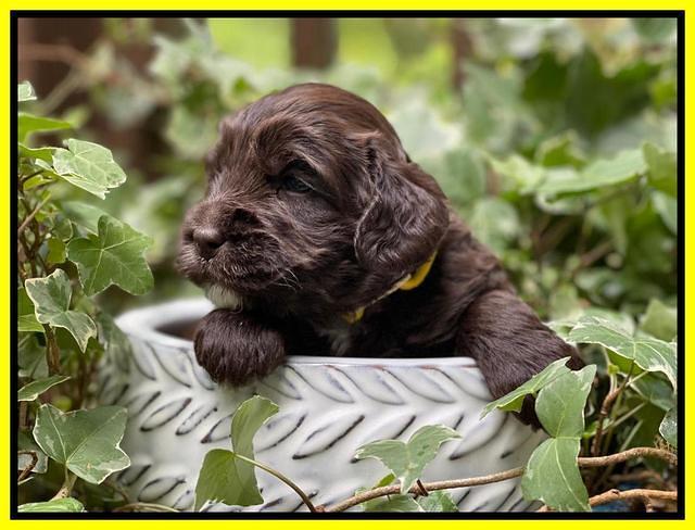 Rosie Gambler 3 WK OLD pups 431