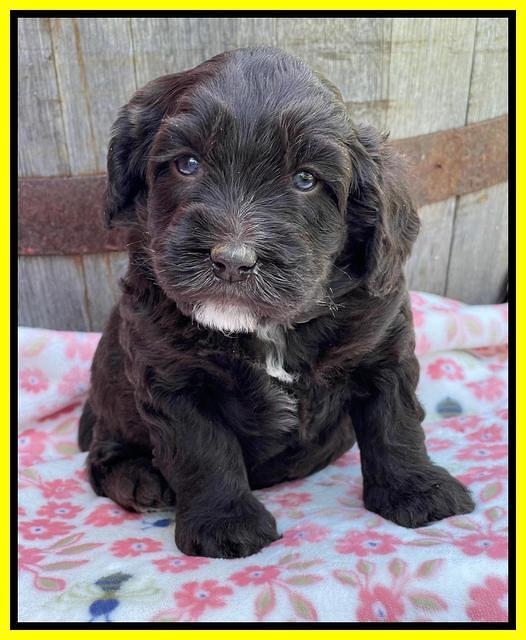Rosie Gambler 4 WK OLD pups 381