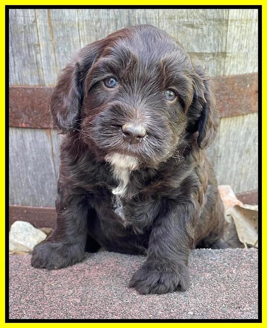 Rosie Gambler 4 WK OLD pups 401