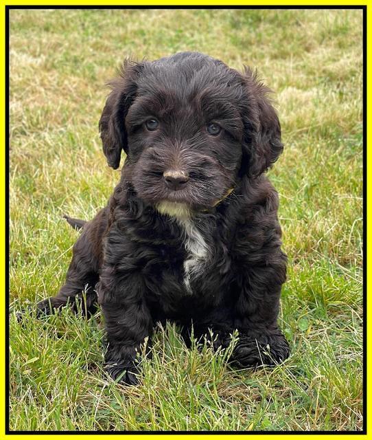 Rosie Gambler 5 WK OLD pups 531