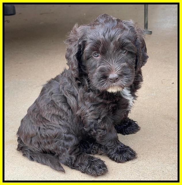 Rosie Gambler 5 WK OLD pups 591