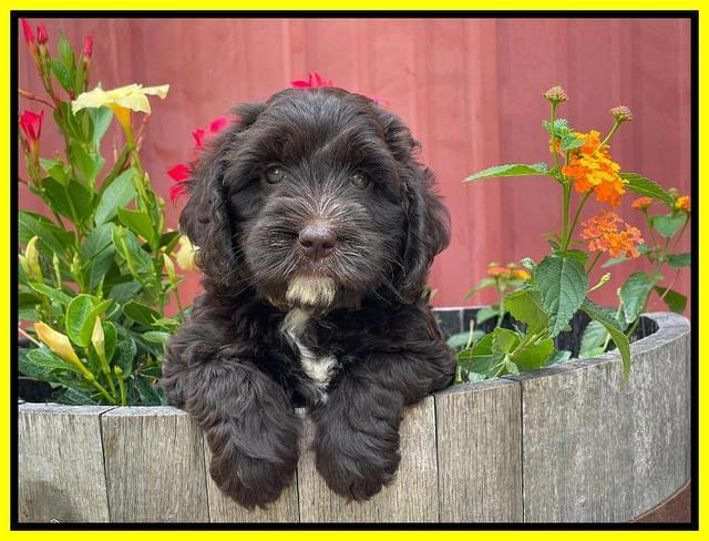 Rosie Gambler 6 wk old 151