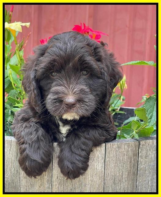 Rosie Gambler 6 wk old 191