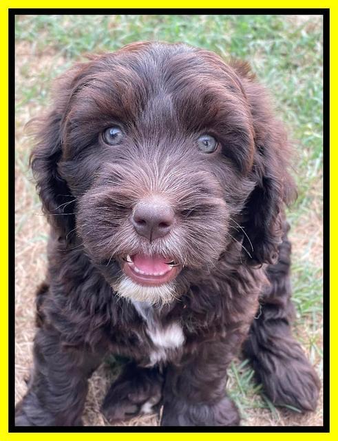 Rosie Gambler 7 wk old 191