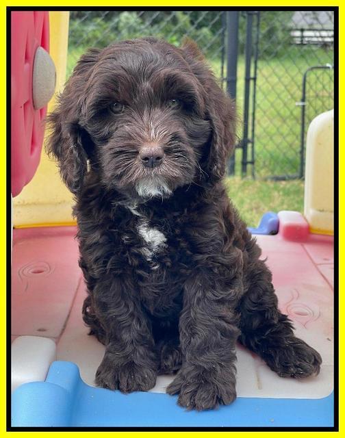 Rosie Gambler 7 wk old 201