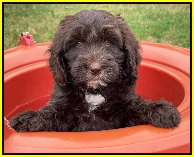 Rosie Gambler 7 wk old 211