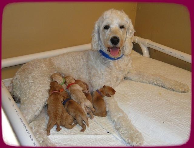 SR pups 2 days old group 3