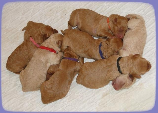 SR pups 2 days old group