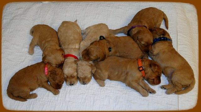 SR pups 2 wks old group 4