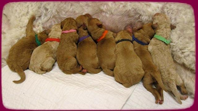 SR pups newborn row day 1 24