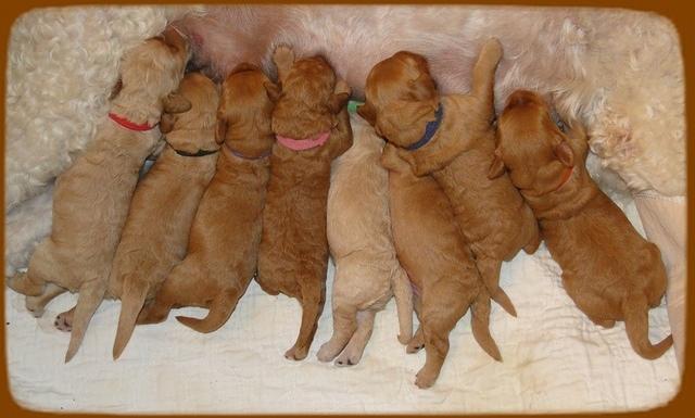 Sr pups 1 wk old 39