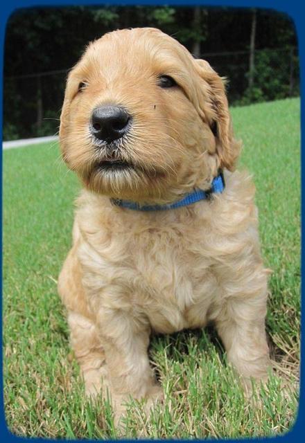 SR pups 4 wks old 15