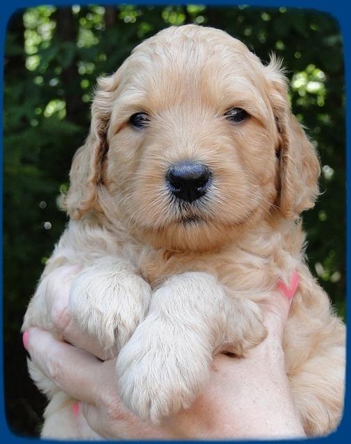 SR pups 4 wks old face 3