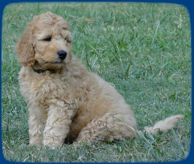 SR pups 8 wks old 59