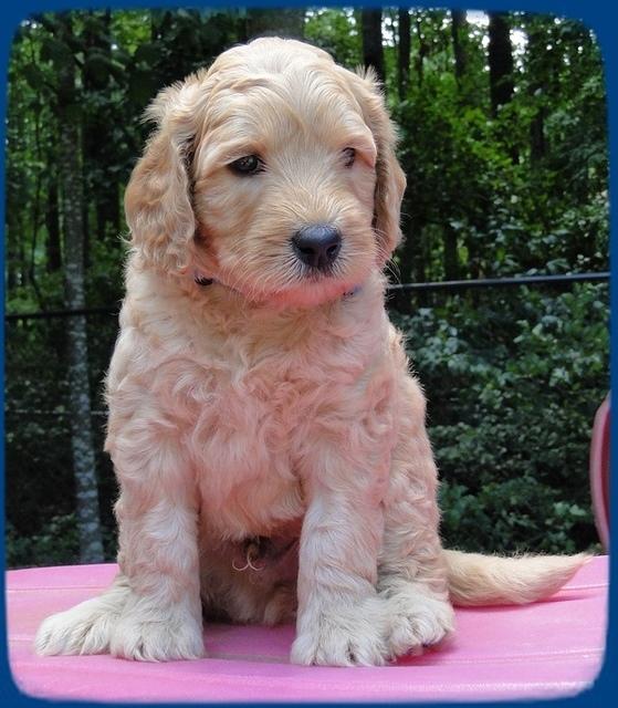 Sr pups 5 wks old 1