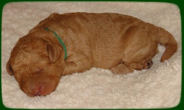 SR pups 1 wk old 23