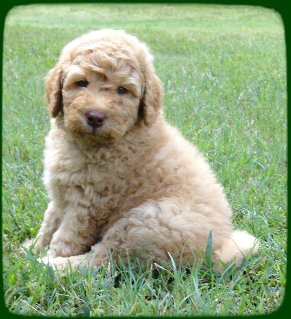 SR pups 6 wks old 1
