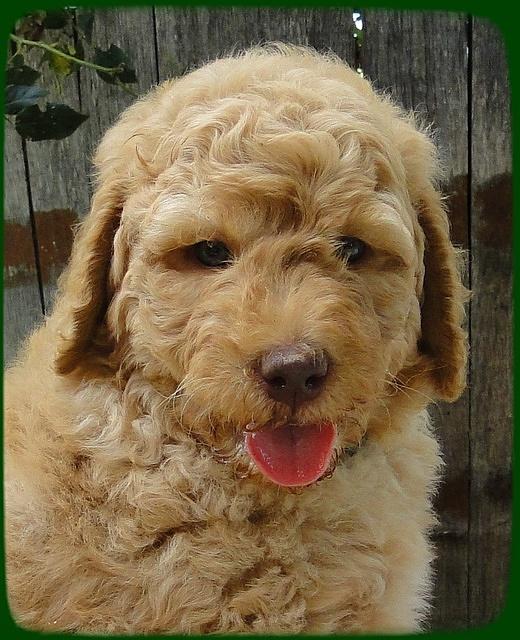 SR pups 6 wks old 10