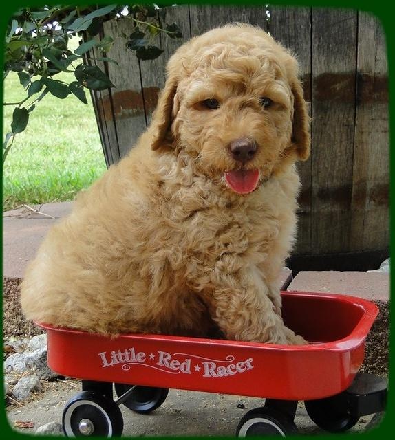SR pups 6 wks old 3