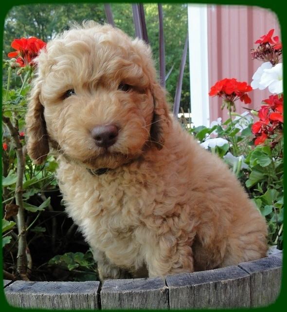 SR pups 7 wks old 11